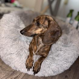 Raven - Brindle female Dachshund puppy in Mountain Home, Arkansas from Furry Friends Kennel