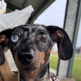 Willow - Dachshund