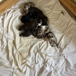 Australian Shepherd Puppies from Chapman’s Australian Shepherds