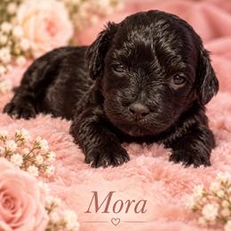 Mora - Black female Morkie puppy in Davie, Florida from Sweet Peluditos