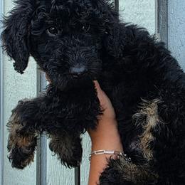 Macadamia - Black tri-color male Aussiedoodle puppy in Lithia, Florida from Waterford Doodle Farm