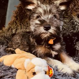 Miniature Schnauzer Puppies from BirBrie's Babies