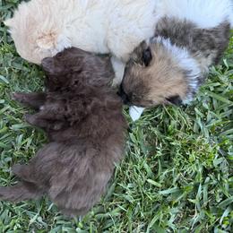 Pomeranian Puppies from Cece’s Perfect Poms
