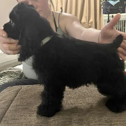 Boy 3 - Black male Cocker Spaniel puppy in Charleston, Tennessee from Nefer's Kennel