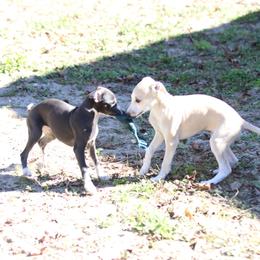Whippet Puppies from Wise Heart Whippets