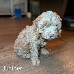 Juniper - Buff male Cockapoo puppy in Sunset, Louisiana from Cano Cockapoos