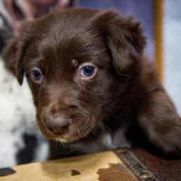 Blue Boy - White and red male Border Collie puppy in Shelbyville, Tennessee from C Horns Ranch Border Collies