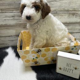 Goldendoodle and Poodle Puppies from Mustanghills Doodles and Poodles