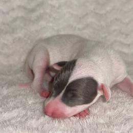 Capri - White and blue fawn male Italian Greyhound puppy in Lakeland, Florida from Elite Doxies Florida