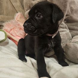 Dandelion - Black female Cane Corso puppy in Roachdale, Indiana from Cast Iron Kennels