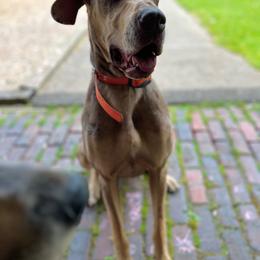 Kimber - Merle female Great Dane puppy in Corsica, Pennsylvania from Ferguson Family Danes LLC