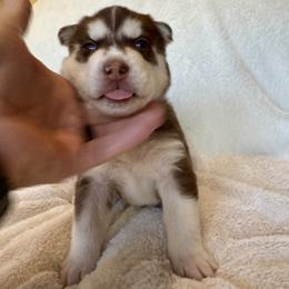 Boomer (Blue) - Red and white male Siberian Husky puppy in Ellijay, Georgia from Appalachian Siberians LLC