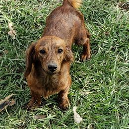 Shadie Sadie - Dachshund
