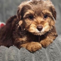 Teacup Boy 2 - Chocolate and tan male Yorkshire Terrier puppy in Thornville, Ohio from My precious yorkies