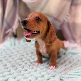 Sailor - Dapple male Dachshund puppy in Decatur, Mississippi from KP Dachshunds