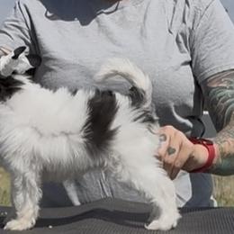 TopBrass Code Red 'Dewey' - Silver male Chinese Crested puppy in Auburn, Kansas from TopBrass Kennels