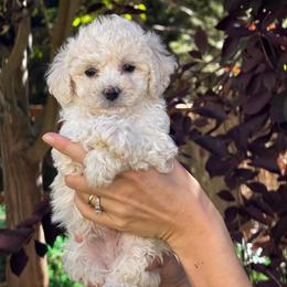Olaf - male Poodle puppy in Aurora, Colorado from Miroslava's Puppies