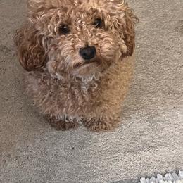 Penny - Poodle