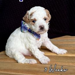 Casper - Parti male Goldendoodle puppy in Runaway Bay, Texas from Green Ranch Doodles