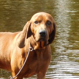 Henry - Redbone Coonhound