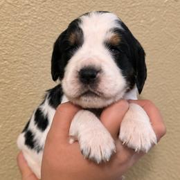Foxy - Black white and tan female English Springer Spaniel puppy in Fort White, Florida from Thunderbird Springers