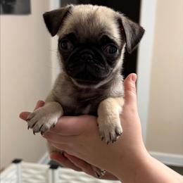 Moe - Fawn male Pug puppy in Olin, North Carolina from Piggy Pugs