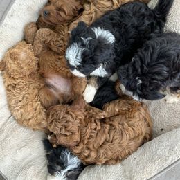 Goldendoodle Puppies from Lynn Fontaine