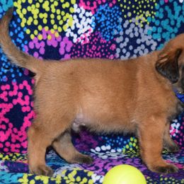 Mastiff Puppies from Mastiffs of Middle Earth
