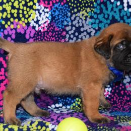 Mastiff Puppies from Mastiffs of Middle Earth