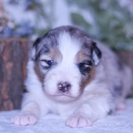 Burberry - Blue merle female Australian Shepherd puppy in Easton, Missouri from MMA Kennel
