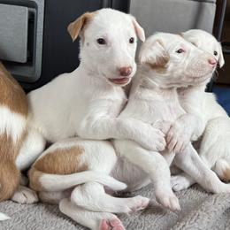 Ibizan Hound Puppies from Altamira Wire Ibizan Hounds