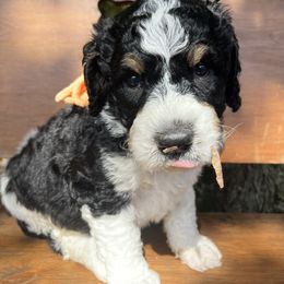 Bernedoodle Puppies from Cairn Ridge Doodles