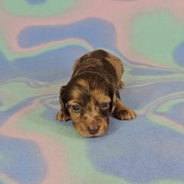 Dachshund Puppies from Newbern's Nuggets