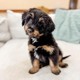 Cheddar - female Australian Mountain Doodle puppy in Sharpsburg, Georgia from Steindoodles