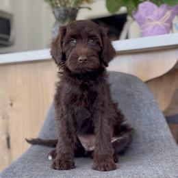 Pink - Chocolate female Goldendoodle puppy in St George, Utah from Doodle Bears of Southern Utah