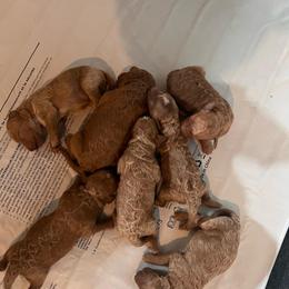 Arthur - Apricot male Goldendoodle puppy in Fairmont, West Virginia from Robin Nelson