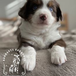 Scout - Red merle male Miniature American Shepherd puppy in Greenwood, Indiana from Barnaby’s Barn Dog’s