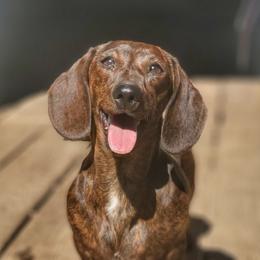 Reiny - Brindle female Dachshund puppy in Mountain Grove, Missouri from Blueprint K9 Dachshunds- www.BlueprintK9.com