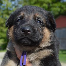 Purple - Black and tan female German Shepherd puppy in Grand Rivers, Kentucky from Von Frieden German Shepherds LLC