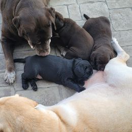 Labrador Retriever Puppies from Magnolia Labradors