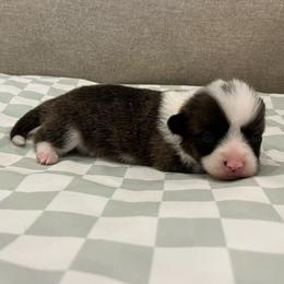 Nebula (brindle) - Brindle and white female American Corgi puppy in Waco, Texas from The Comma Corgis