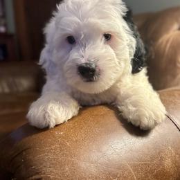 Boy 2 - Black and white male Bernedoodle puppy in Russiaville, Indiana from Pleasant Creek Minibernedoodles