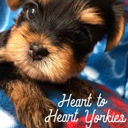 Yorkshire Terriers from Heart to Heart Yorkies