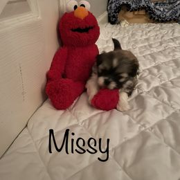 Shih Tzu Puppies from Little Lion Puppies