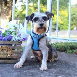 Miniature Schnauzer puppies from Clay Hill Kennels