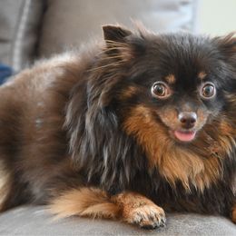Cocoa - Pomeranian
