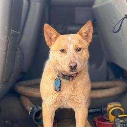 Peach - Australian Cattle Dog