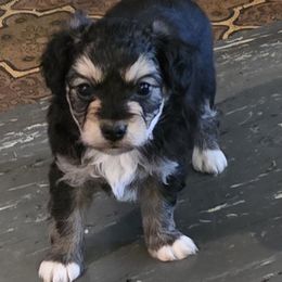 Companion Cross puppies from Oldfield Outdoors