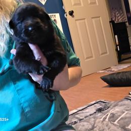 Boy 4 - Black male German Shepherd puppy in Grimesland, North Carolina from Von Stancill German Shepherds