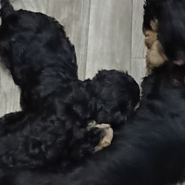 Cavapoos from Carolina Canines